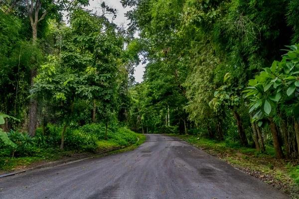 Estrada Asfalto Com Floresta Tropical Verde Interior Tailândia — Fotografia de Stock