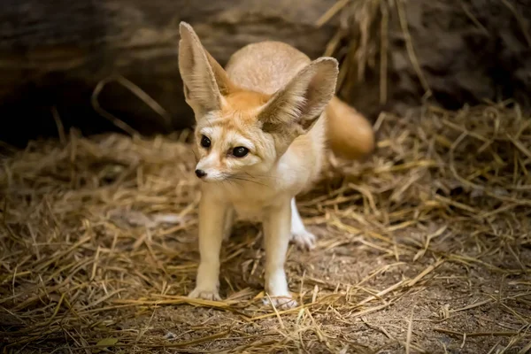 Imagen Fennec Fox Zoológico — Foto de Stock