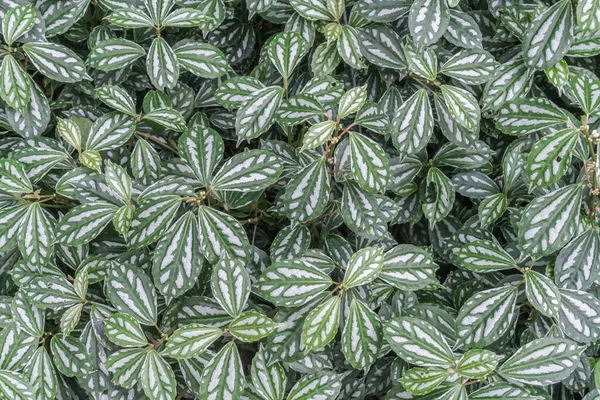 Groene Bladeren Vloer Textuur — Stockfoto