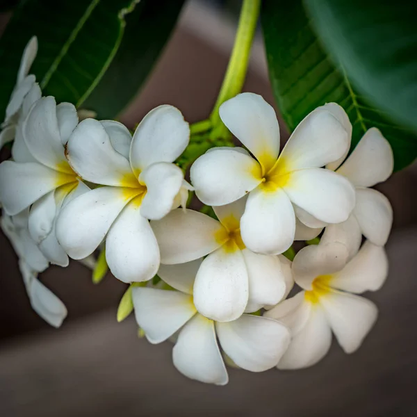 Fiori Plumeria Con Sfondo Foglie Verdi — Foto Stock