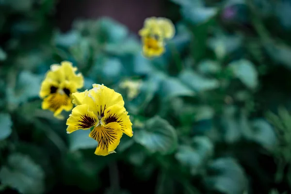 Gelbe Blume Auf Grünem Hintergrund — Stockfoto