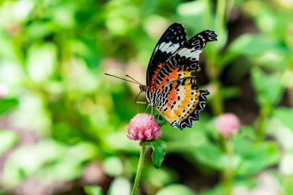 Borboleta Fundo Verde Planta — Fotografia de Stock