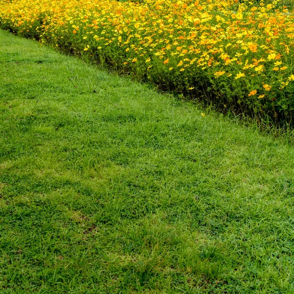 Bunga Tidur Dengan Rumput Hijau Taman — Stok Foto