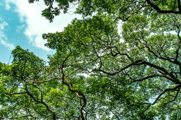 Topo Árvore Grande Ramo Folhas Verdes Vista Baixo — Fotografia de Stock
