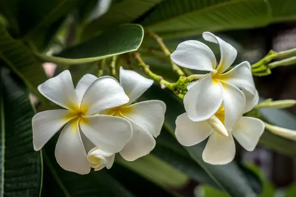 Fiori Plumeria Con Sfondo Foglie Verdi — Foto Stock