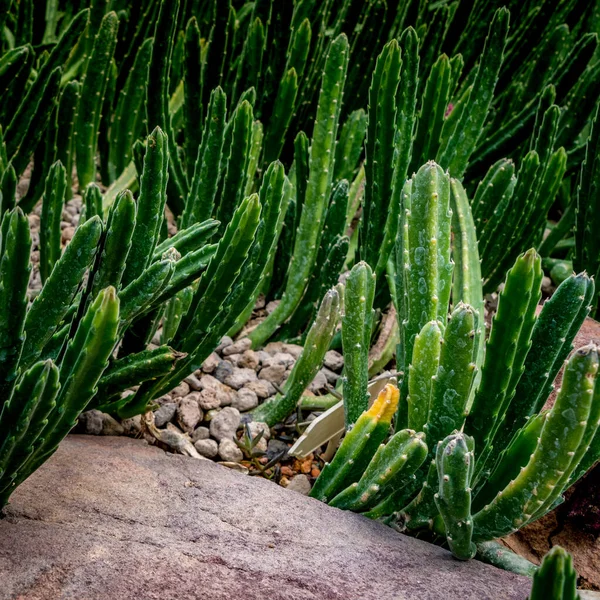Cactus Verde Ghiaia Piccola — Foto Stock