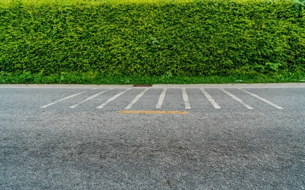 Yeşil çit ve asfalt yol