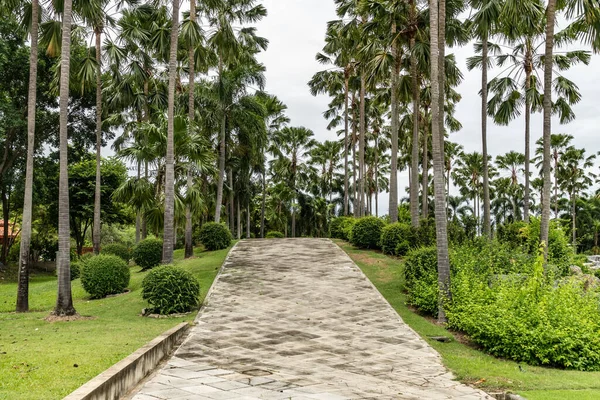 Parkta Hindistan Cevizi Ağaçları Olan Beton Patika — Stok fotoğraf