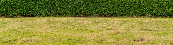 Green Grass Trimmed Green Plants Hedge Park — Stock Photo, Image