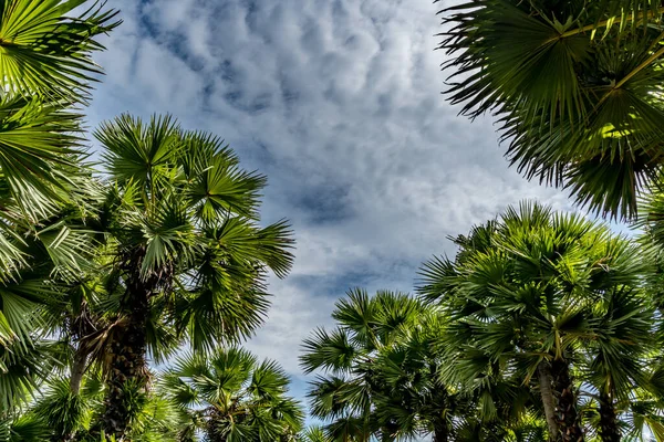 Image of Green palm trees with blue sky background