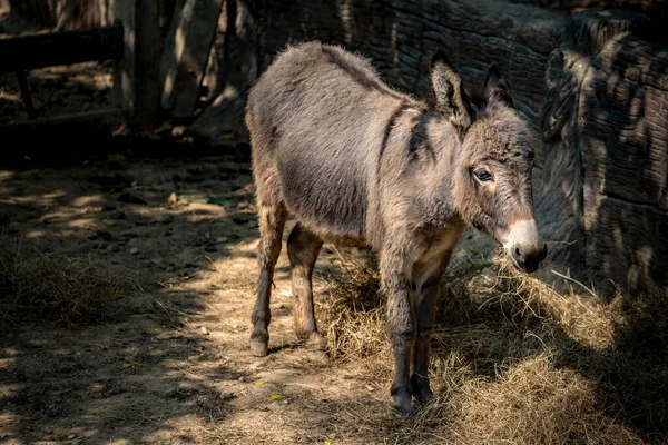 Burro Marrom Jovem Fazenda — Fotografia de Stock