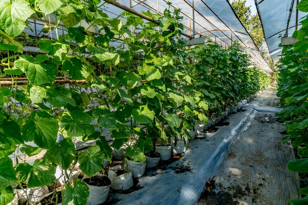 Tropikal Bölgede Üzüm Çiftliği — Stok fotoğraf