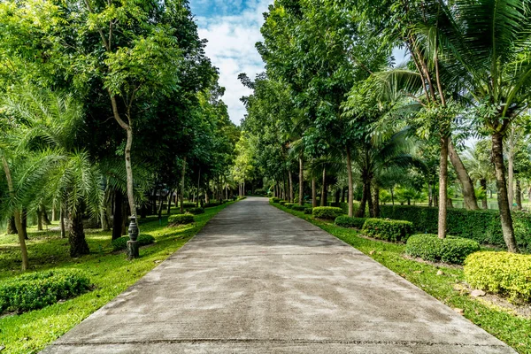 Strada Cemento Con Alberi Verdi Nel Parco Immagine Stock