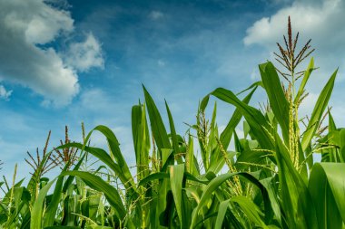 Beyaz bulutlu mısır tarlası ve mavi gökyüzü arkaplanı