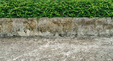 Beton kaldırımlı yeşil çit