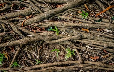 Ağaç kök ağının resmi