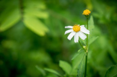 Bulanık arkaplanda beyaz papatya çiçeği