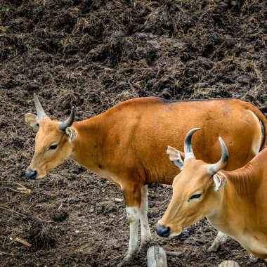 Banteng 'in görüntüsü, vahşi sığırlar