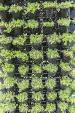 Yeşil Yapraklar duvar arkaplanı