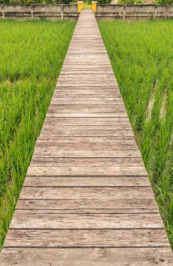 Çeltik tarlasında Tahta Yol