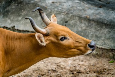 Banteng 'in görüntüsü, vahşi sığırlar