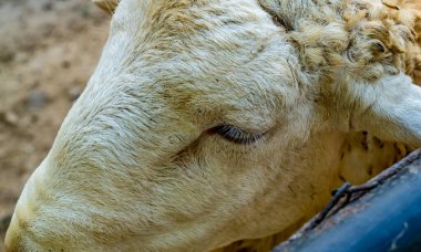 Beyaz koyunun görüntüsünü kapat
