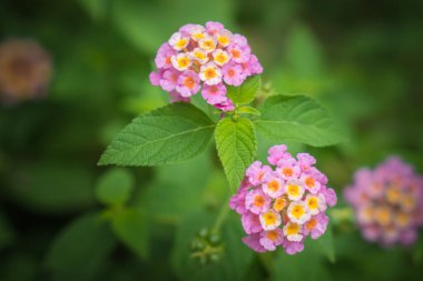 Bahçede pembe çiçekler