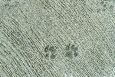 Beton zeminde köpek ayak izi var.