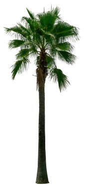 Yeşil palmiye ağacı beyaz arkaplanda izole