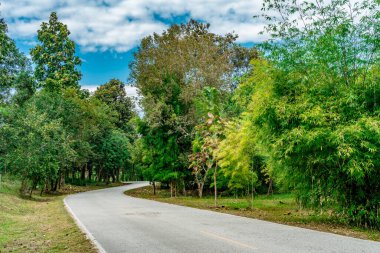 Tayland kırsalında yeşil tropikal ormanlı asfalt yol