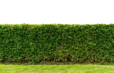 Yeşil çitli yeşil bambu çitler beyaz arka planda izole edilmiş.