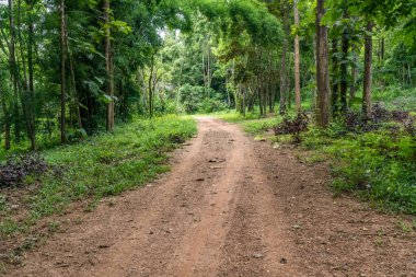 Yeşil ağaçlı tozlu köy yolu