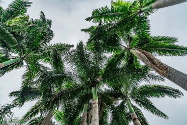 Bulanık arkaplanı olan yeşil palmiye ağaçlarının tepesi