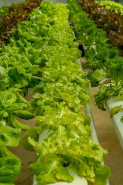 Hidroponik çiftliğinde taze yeşil marul.