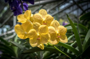 Yeşil yapraklı turuncu orkide bulanık arkaplan