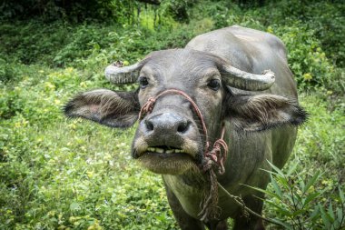 Buffalo 'nun yakın plan görüntüsü bulanık yeşil çimen arka plan
