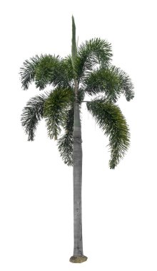 Yeşil palmiye ağacı beyaz arkaplanda izole