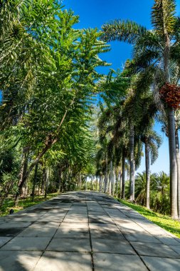 Parkta yeşil palmiye ağaçları olan beton patika.