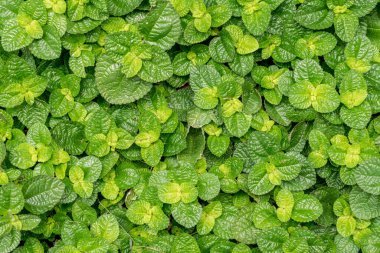 Yeşil nane yaprakları basit arkaplan