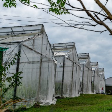 Plastik sera sırası