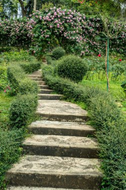 Yeşil budanmış bitkileri olan eski beton merdiven