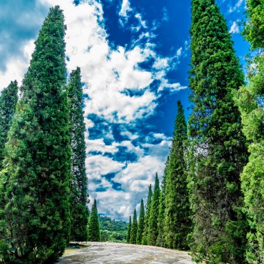 Parkta çam ağaçları olan beton blok yolu.