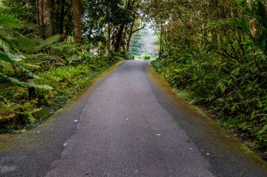 Parkta yeşil ağaçlı asfalt yol