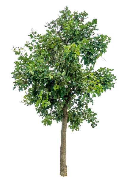 Зелене Дерево Ізольовано Білому Фоні — стокове фото