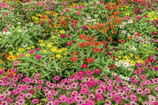 色とりどりの花々の畑 — ストック写真