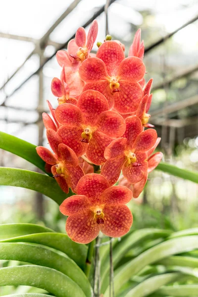 Orchidée Rouge Orangé Avec Des Feuilles Vertes Fond Flou — Photo