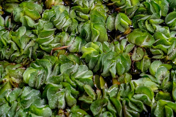 Φυτά Green Dug Επιπλέουν Στο Νερό — Φωτογραφία Αρχείου
