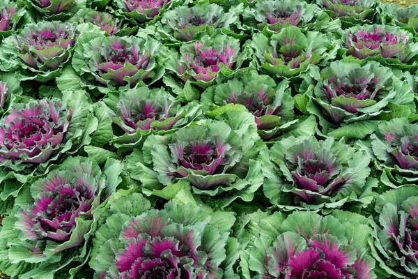 Frisches Blaukraut Auf Dem Bauernhof — Stockfoto