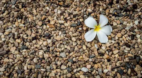 Pequenos Cascalhos Com Flor Plumeria Branca — Fotografia de Stock