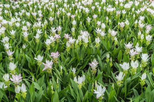 Field of white siam tulip in the park
